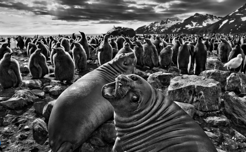 Focas y pingüinos en paisaje helado, blanco y negro.