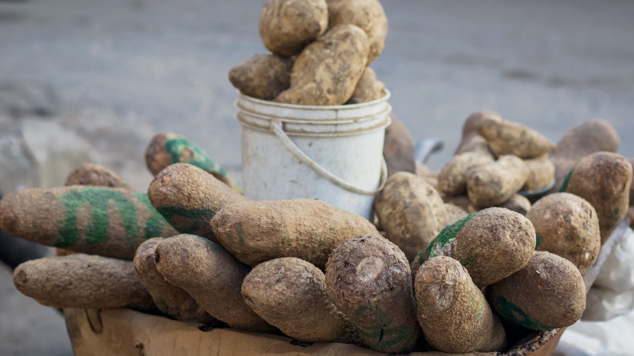 Ñames frescos en balde de plástico blanco