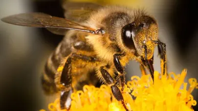 Día Mundial de las Abejas: ¿por qué se celebra el 20 de mayo?