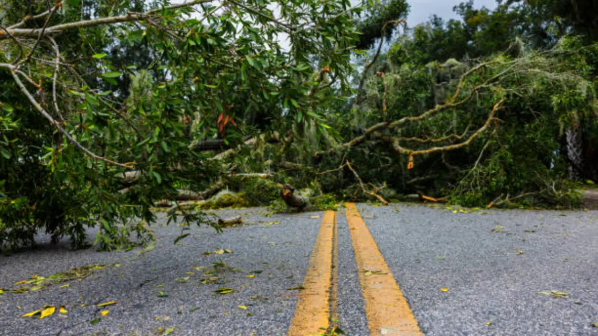 Árbol derribado obstruye carretera Monte Plata-Santo Domingo por protestas en la zona