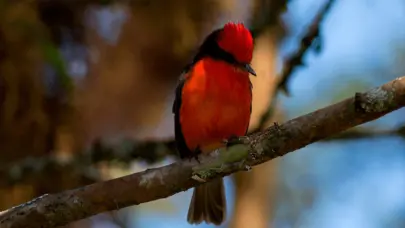 Reproducción histórica de dos especies de aves terrestres en el archipiélago de Galápagos