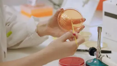 Los efectos de una bacteria sobre la inmunidad innata abren vía para prevenir la obesidad