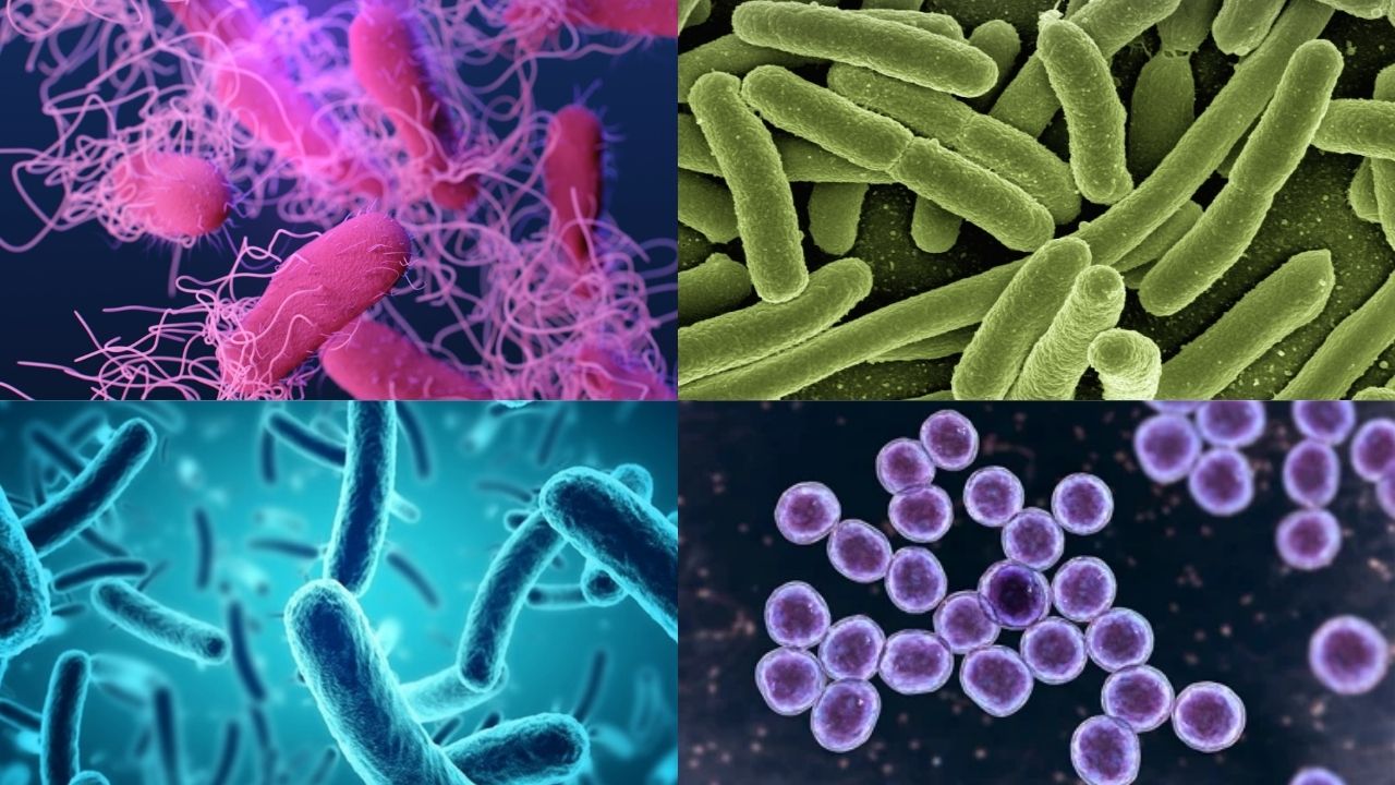 Collage de bacterias microscópicas coloridas