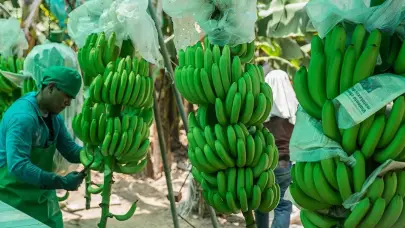 Bananeros aseguran enfrentan crisis por falta de mano de obra regularizada y caída en exportaciones