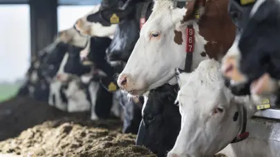 Zimbabue suspende las importaciones animales de Sudáfrica por un brote de fiebre aftosa