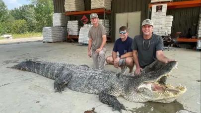 Comienza la caza controlada de caimanes en Florida