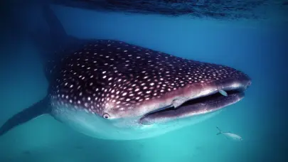 Acuario Nacional y ANAMAR intervienen para proteger tiburón ballena herido en Barahona