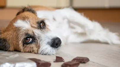 Alcaldía del DN solicita a la Fiscalía investigar envenenamiento de perros en el Parque Mirador Sur