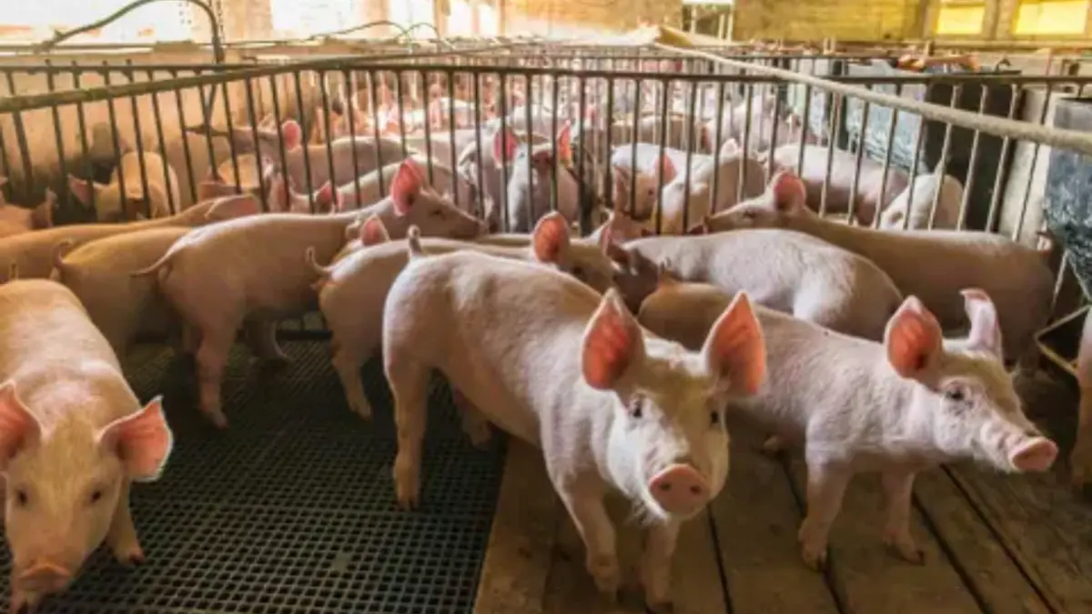 DIGEGA inicia pago de indemnización a productores porcinos afectados por la PPA