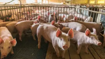 DIGEGA inicia pago de indemnización a productores porcinos afectados por la PPA