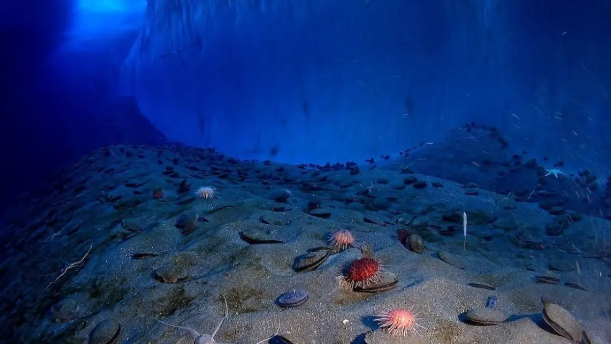 Solo el 0,001 % de los fondos marinos profundos han sido observados directamente
