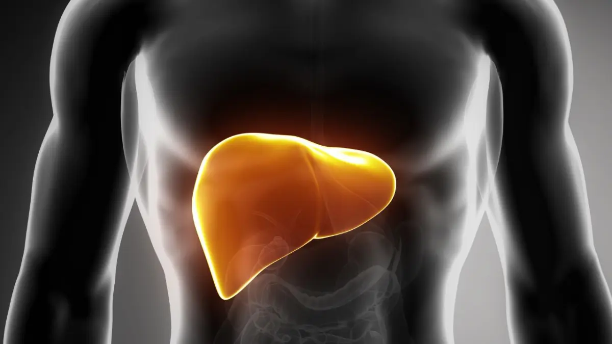 ¿Qué es la proteína albúmina y cuál es su función?