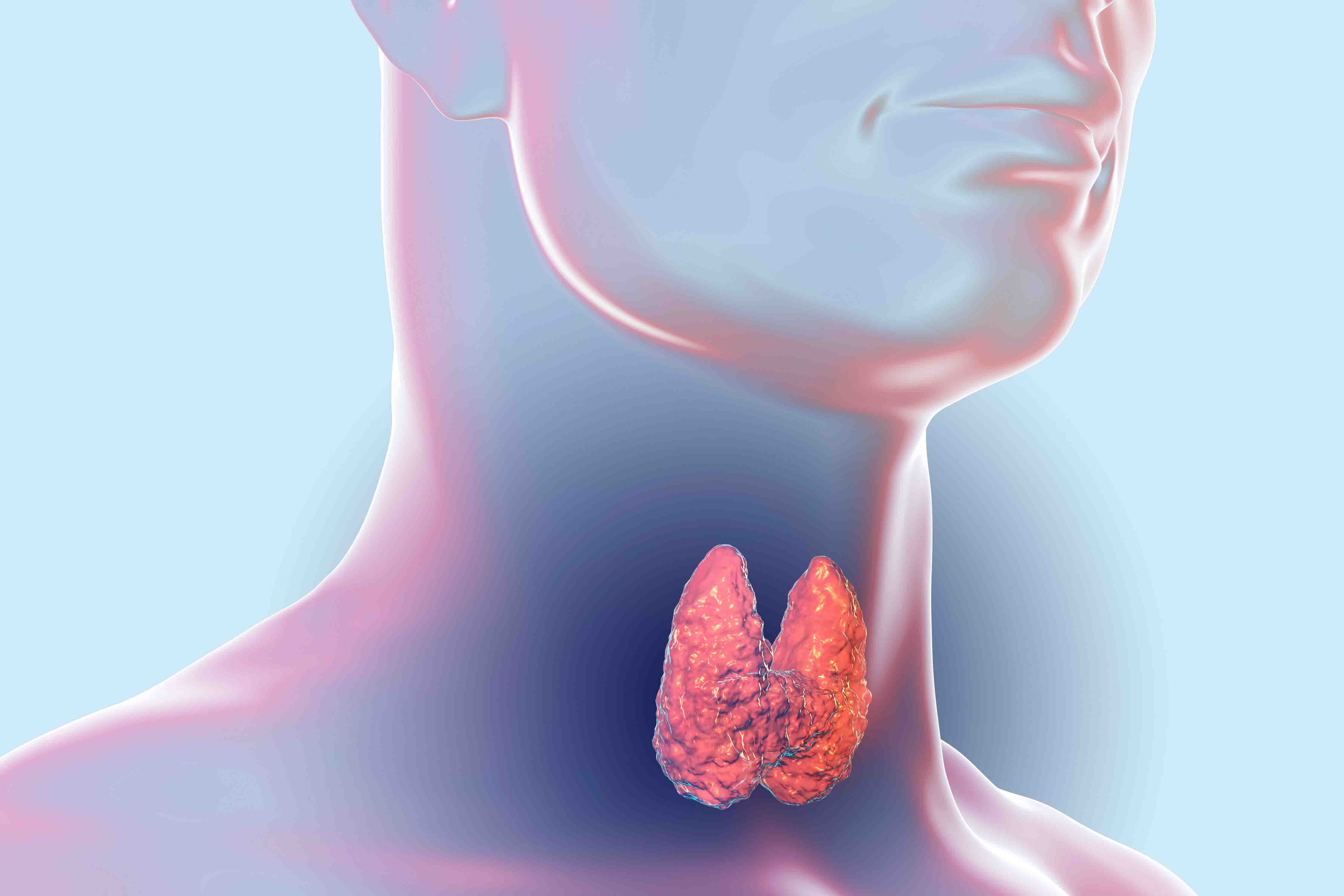 Ilustración de la glándula tiroides en el cuello.