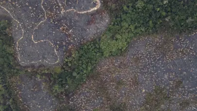 La UE exime a Latinoamérica de su lista de países con «riesgo alto» de deforestación