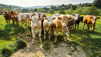 El problema del gusano barrenador del ganado que afecta a México