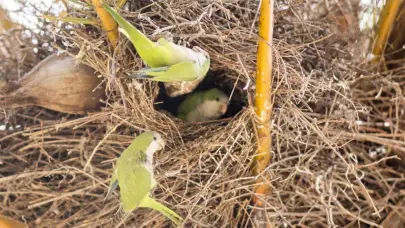 El coste económico de las especies invasoras está muy subestimado