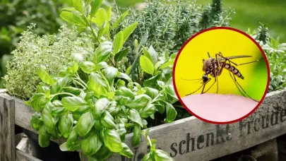 Plantas aromáticas: repelentes naturales contra insectos