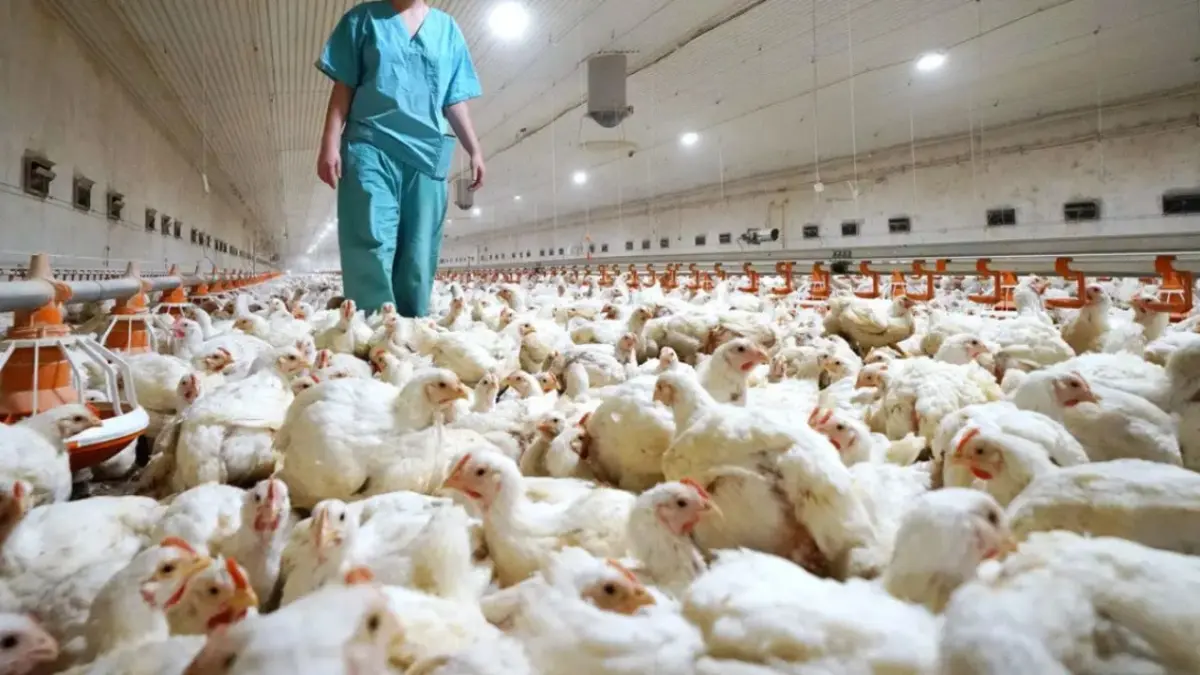 Al menos 21 países o bloques suspendieron las compras de pollo de Brasil por gripe aviar