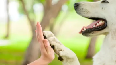 Ministerio Público sostiene encuentro para garantizar protección animal