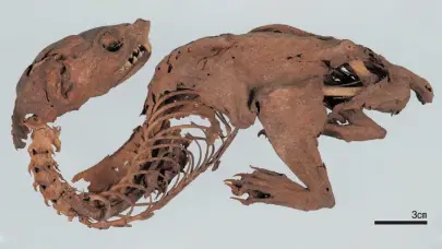 Revelan la verdadera identidad del legendario “dragón arcoíris” momificado