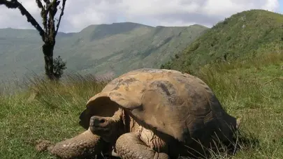 La ardua repoblación de tortugas gigantes de Galápagos: 9,500 repatriadas en medio siglo