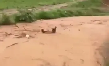 Dos hombres se lanzan al río Tireo para salvar una vaca durante una crecida