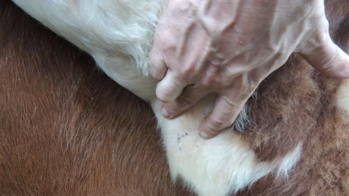 Desarrollan en Uruguay vacuna contra la garrapata en el ganado bovino