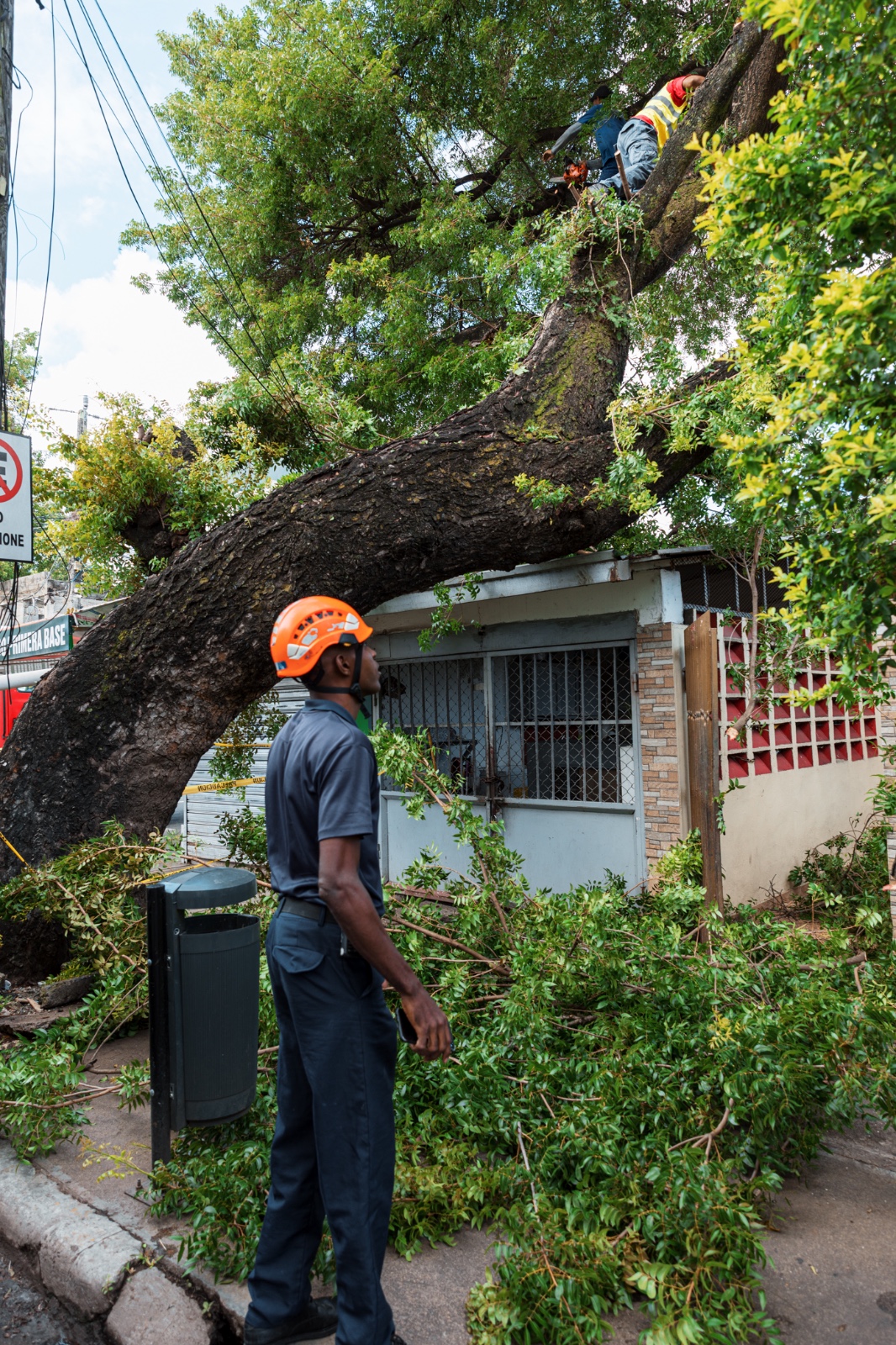 Trabajadores cortan árbol caído en la calle