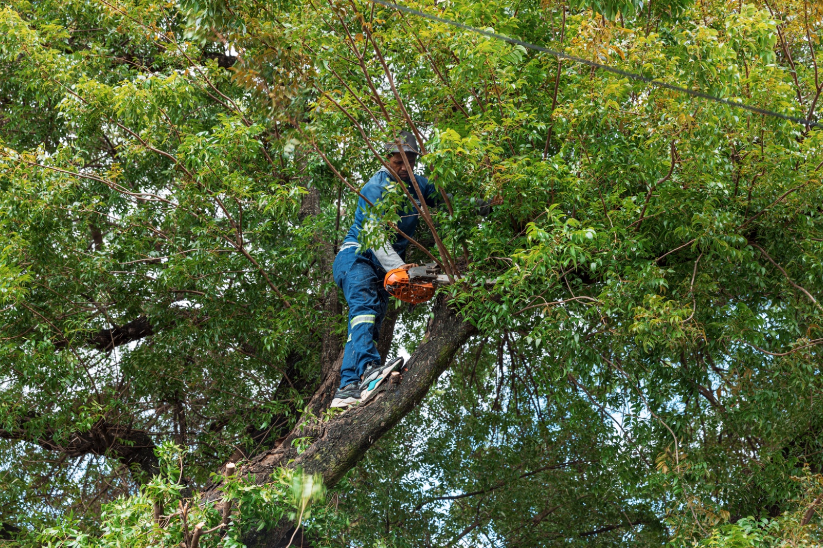 Persona podando árbol con motosierra