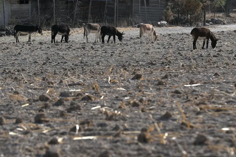 «Ya vamos para 25 meses», la prolongada sequía abrasa el norte de México