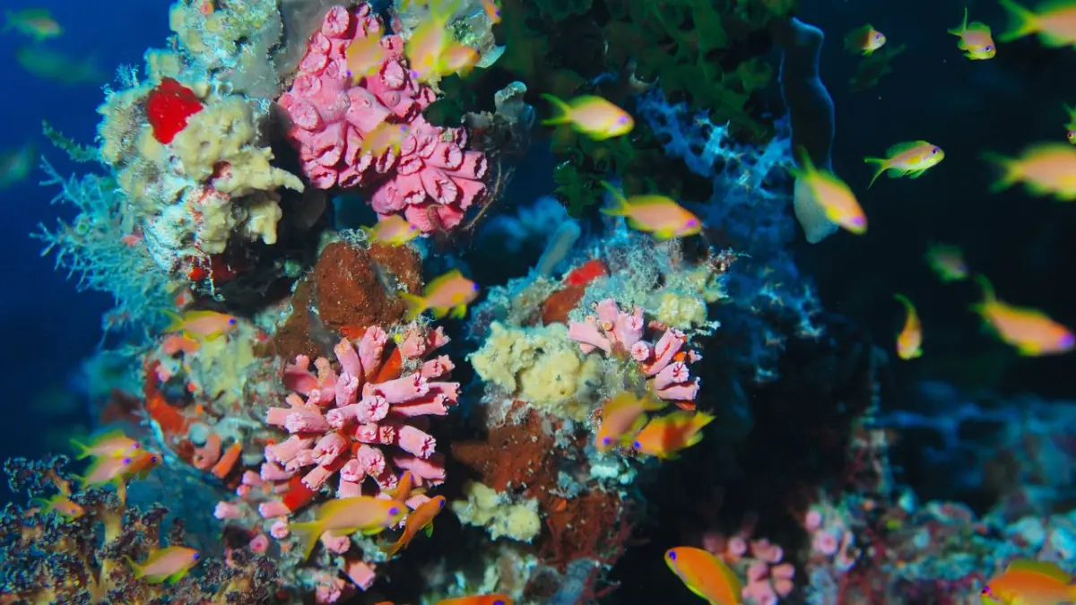 Venezuela prioriza el desarrollo científico en el ámbito de la oceanología