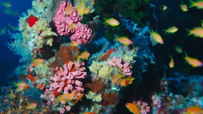 Venezuela prioriza el desarrollo científico en el ámbito de la oceanología