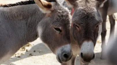 Seis millones de burros sacrificados para la medicina China