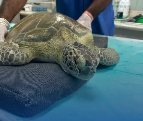 Rescatan tortuga verde herida en playa de La Romana