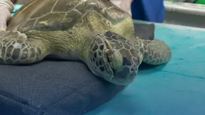 Rescatan tortuga verde herida en playa de La Romana