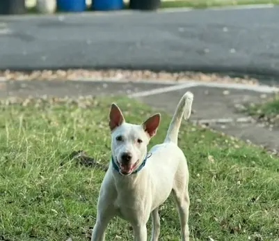Piden ayuda para auxiliar perrito vulnerable
