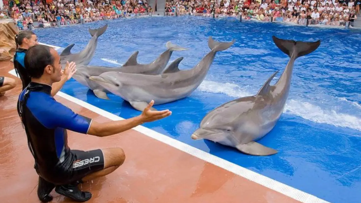Congreso de México prohíbe espectáculos con delfines y ballenas México