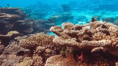 Investigadores hallan coral endémico de Galápagos que creían desaparecido