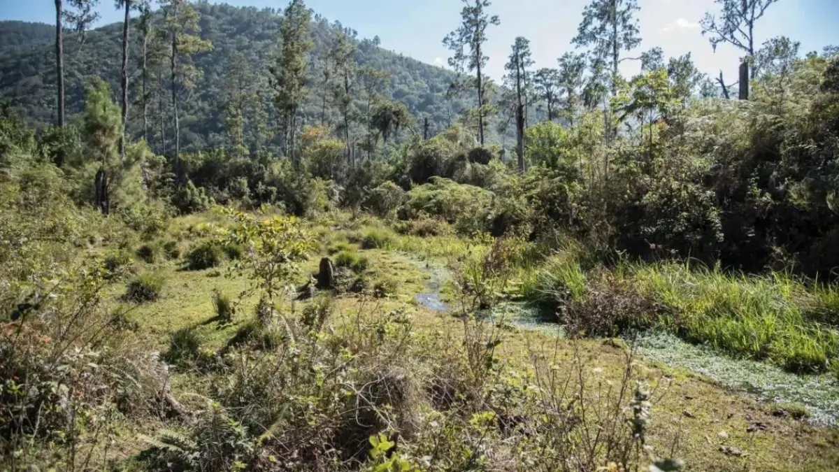 GoldQuest informa el inicio formal de estudios ambientales del Proyecto Romero