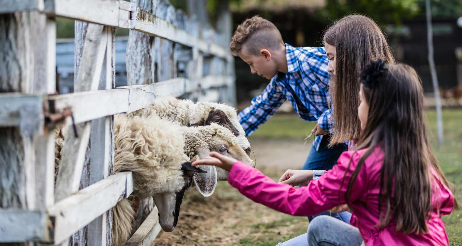 Niños alimentando ovejas en un corral