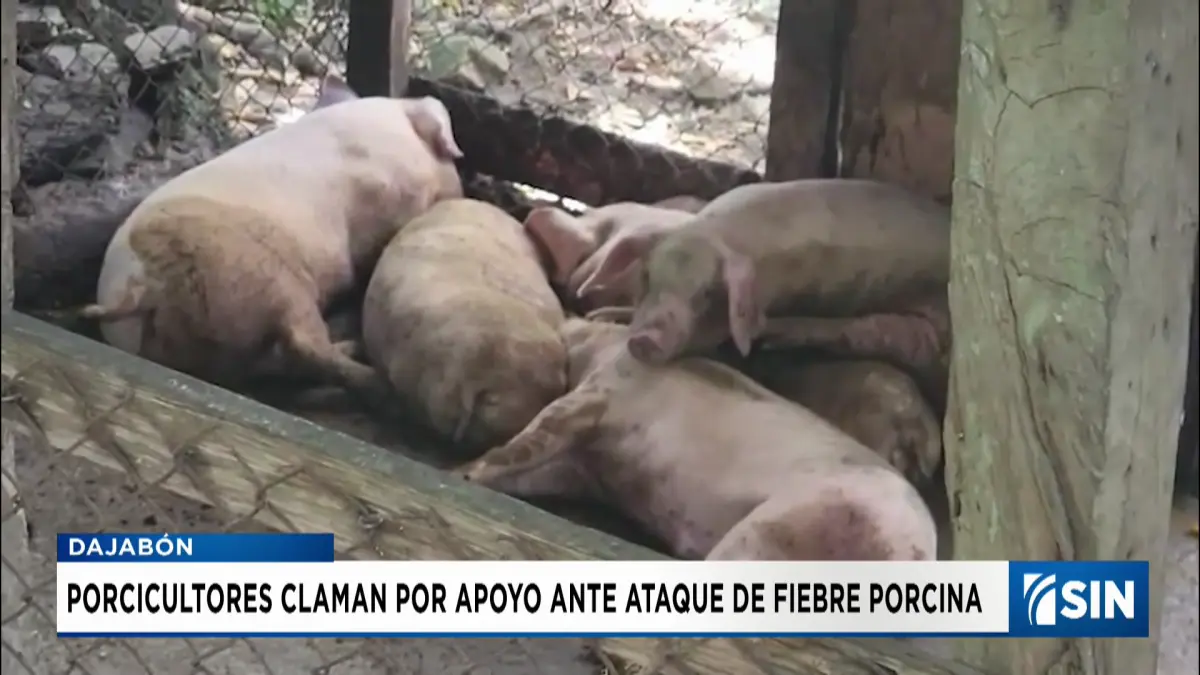 Alarma entre criadores de cerdos en El Pino, Dajabón, por posible rebrote de fiebre porcina