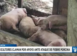 Alarma entre criadores de cerdos en El Pino, Dajabón, por posible rebrote de fiebre porcina