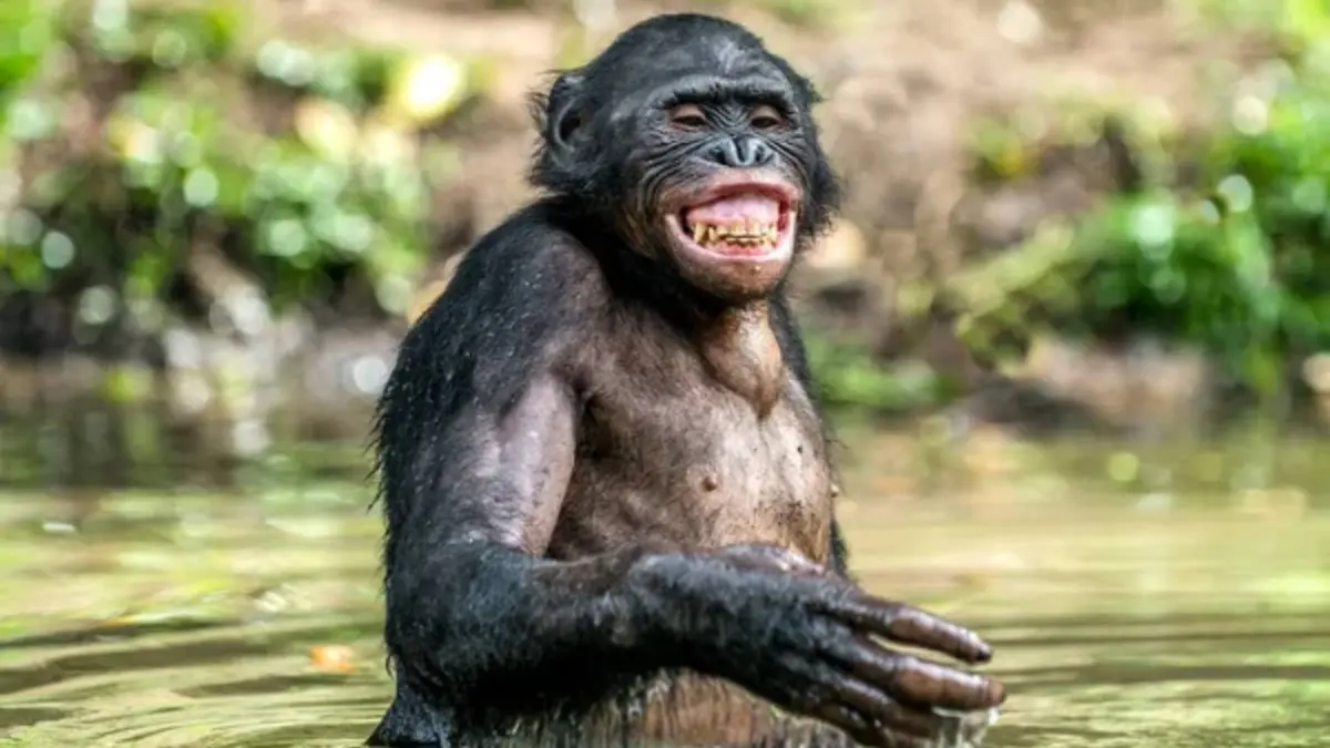 La risa convierte a los simios bonobos en optimistas