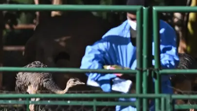 Brasil anuncia que está libre de gripe aviar tras concluir período de cuarentena sanitaria