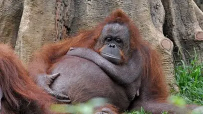 Los orangutanes compensan la falta de sue&ntilde;o nocturno con siestas diurnas