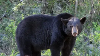 Un oso obliga a cancelar vuelos en un aeropuerto de Jap&oacute;n