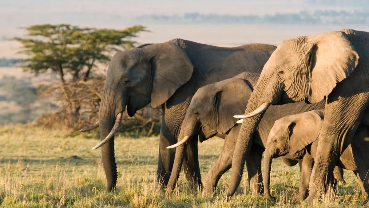 Mueren un hombre y un niño tras dos ataques de elefantes