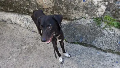 Vecinos de Los Guaricanos piden ayuda para perrita en condición vulnerable