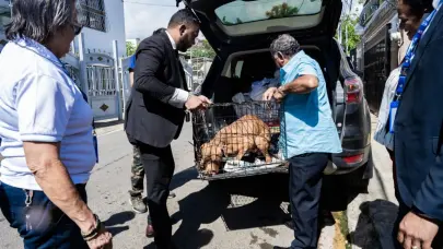 Ayuntamiento de Santiago rescata perro víctima de maltrato con perdigones