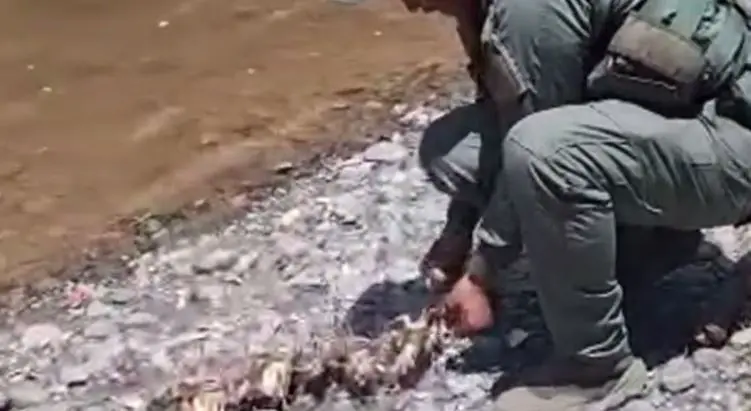 SENPA recupera y libera jaibas capturadas ilegalmente en La Vega